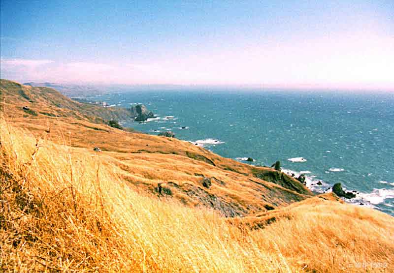 AmberCoast.jpg (138477 bytes)