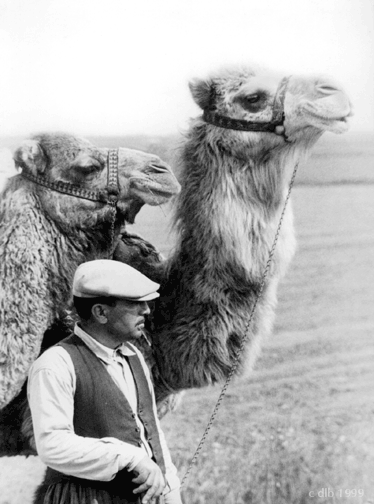 Camels72.gif (172558 bytes)