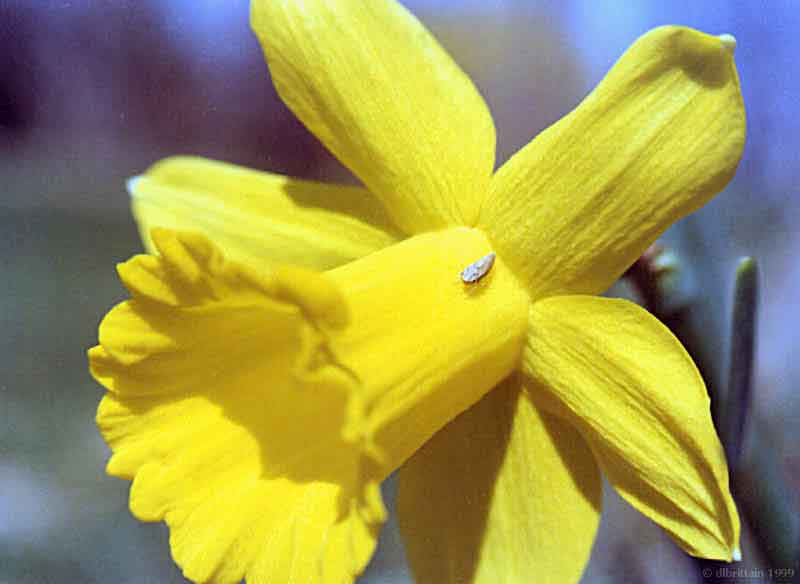 Dafodil.jpg (80056 bytes)