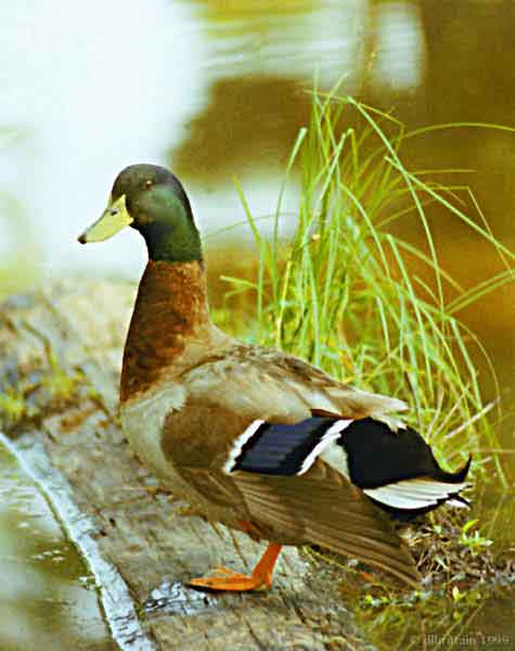 DuckOnLog.jpg (73552 bytes)