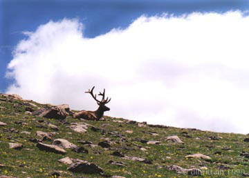 Elk.jpg (20871 bytes)