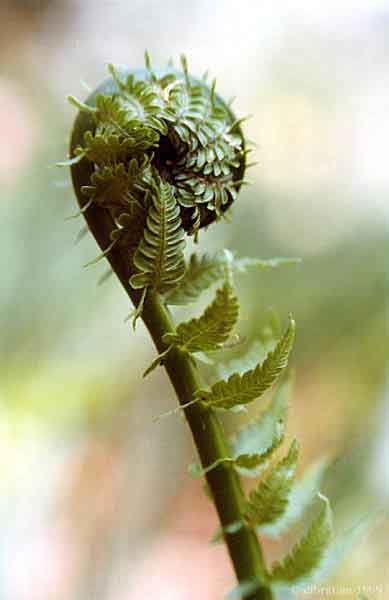 Fern.jpg (41106 bytes)