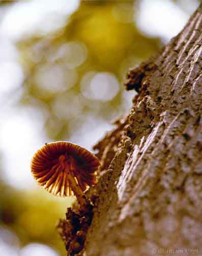 Fungus.jpg (40747 bytes)