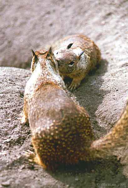 GimmeSugar.jpg (68120 bytes)