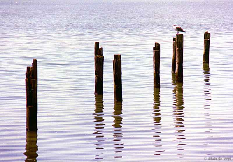 Gull-Piling.jpg (108812 bytes)