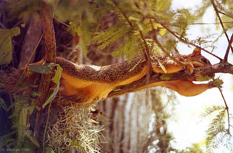 HotSquirrel.jpg (117497 bytes)