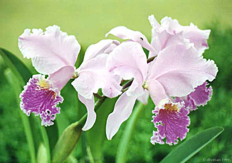 Iris.jpg (75554 bytes)