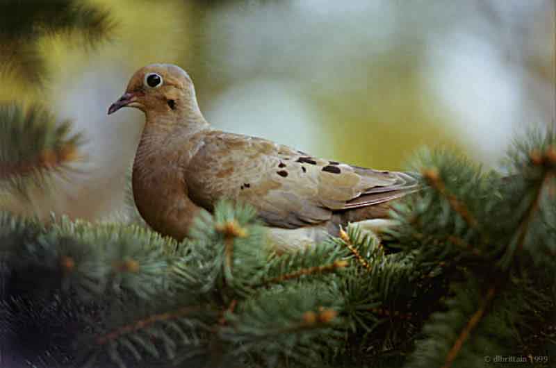MourningDove.jpg (58363 bytes)