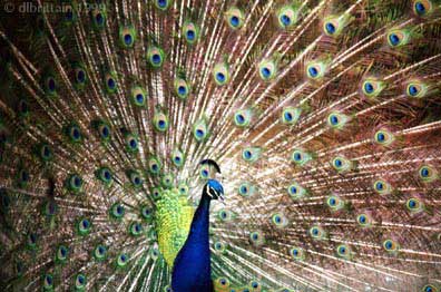 Peacock72.jpg (50731 bytes)