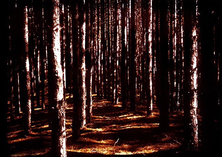 PineyWoods.jpg (182470 bytes)