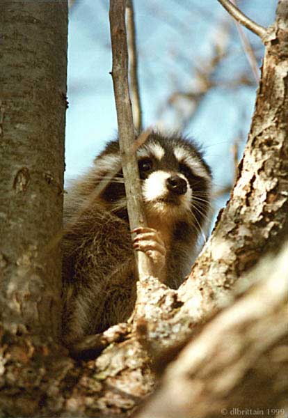 Racoon1.jpg (57985 bytes)