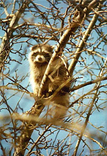 Racoon2.jpg (97222 bytes)