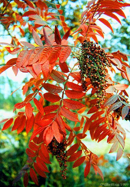 RedBerries.jpg (119805 bytes)