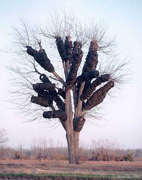 RubberTree.jpg (72308 bytes)