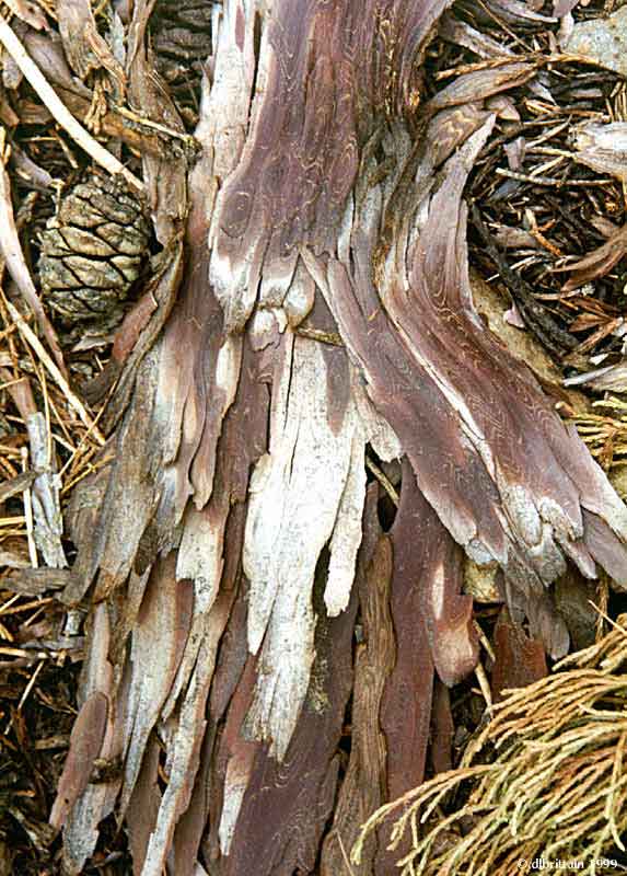 SequoiaBark.jpg (184074 bytes)