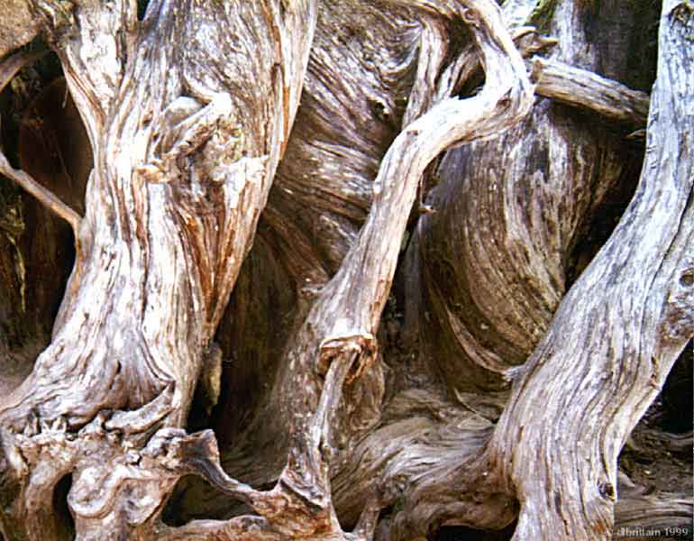 SequoiaRoots.jpg (151569 bytes)