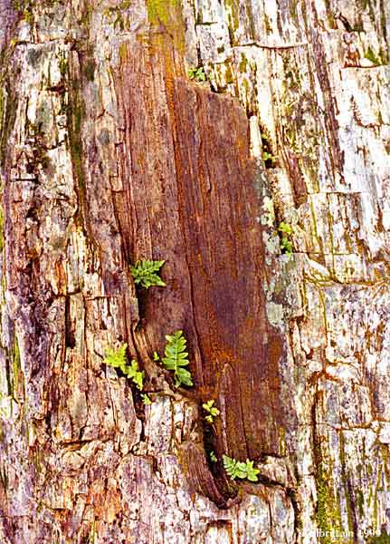 TreeFerns.jpg (152518 bytes)