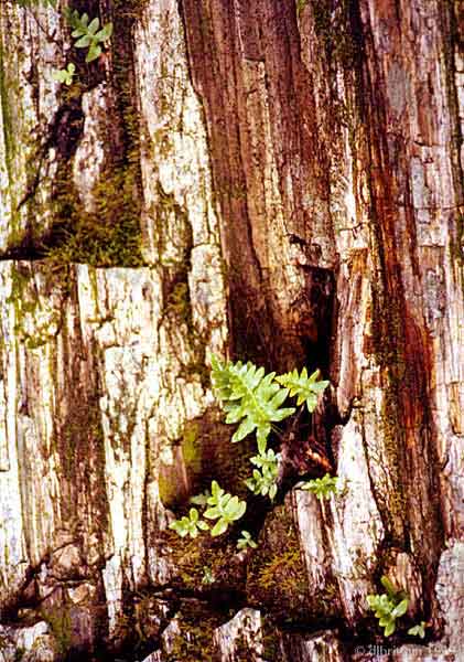 TreeFerns2.jpg (129833 bytes)