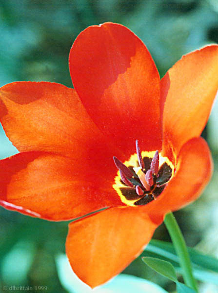 Tulip.jpg (49781 bytes)