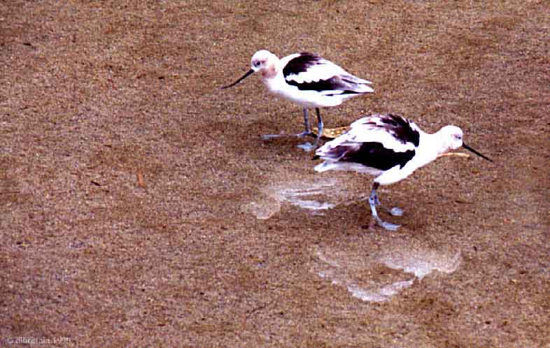 Waterbirds.jpg (136029 bytes)