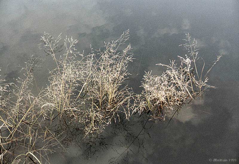 Waterweeds.jpg (113455 bytes)